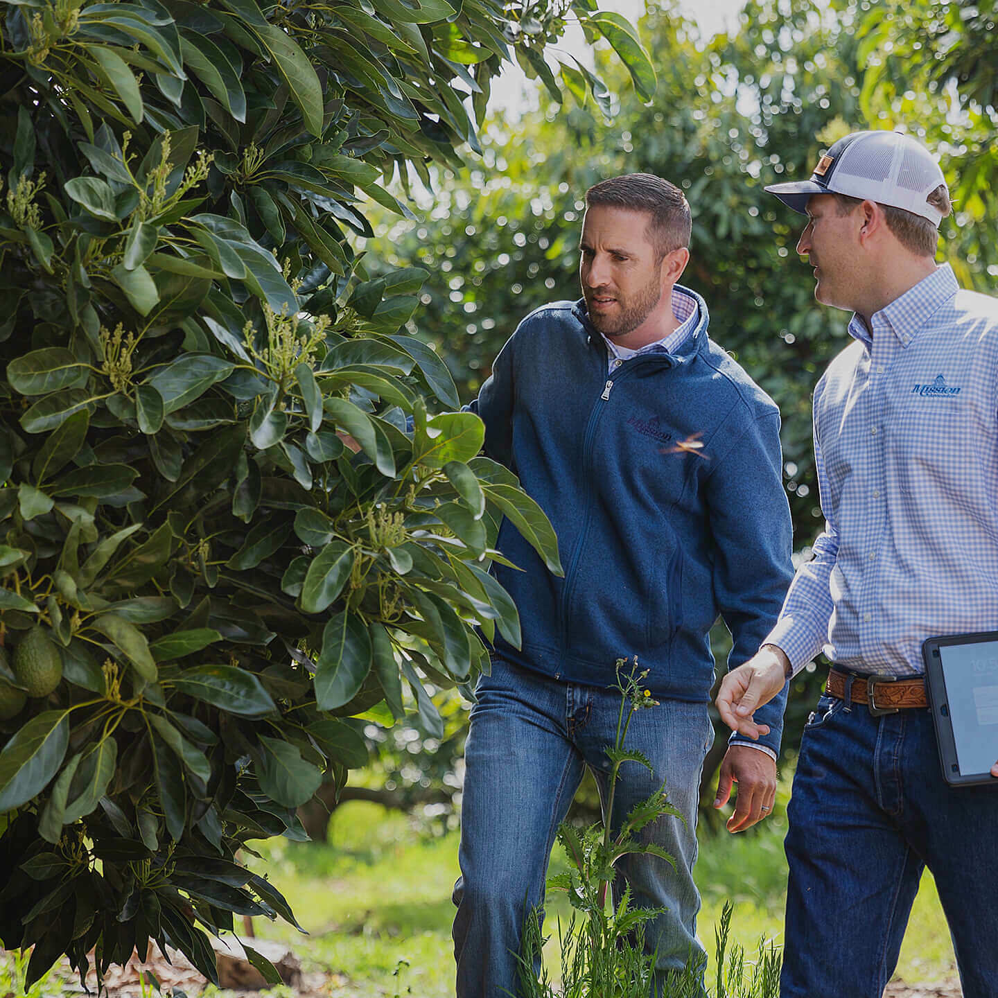 Peru Mission Produce